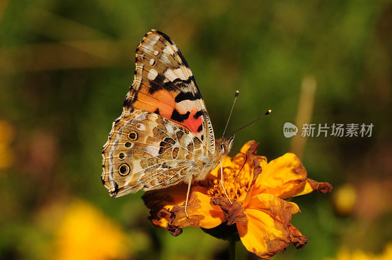 英国，Painted Lady butterfly